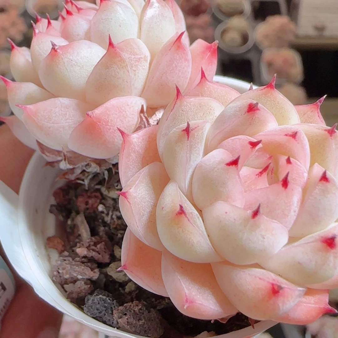 花语多肉0105-139魔仙散