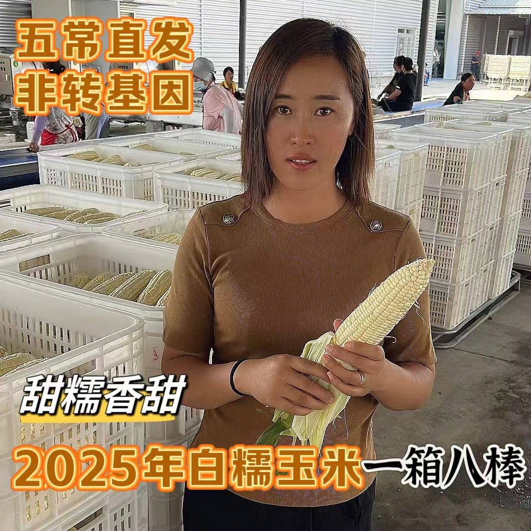 熣灿农源2025年东北五常鲜食糯玉米非转基因五常原产地发出