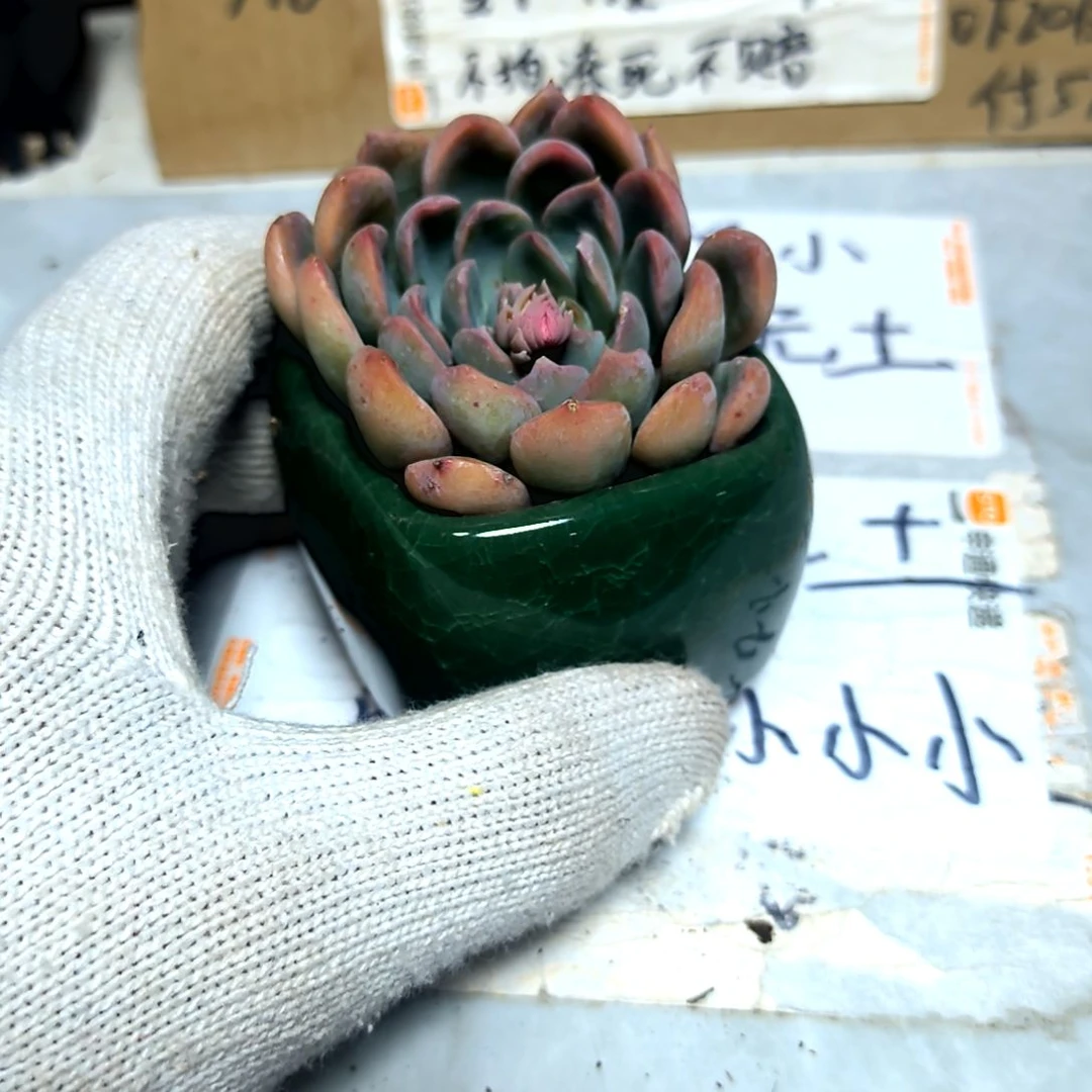 满6元包邮，国王俩颗