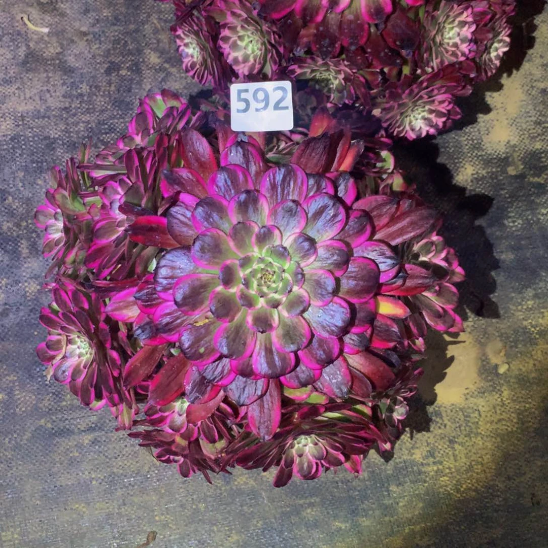 【闪购商品】无*字德芙59200000000000