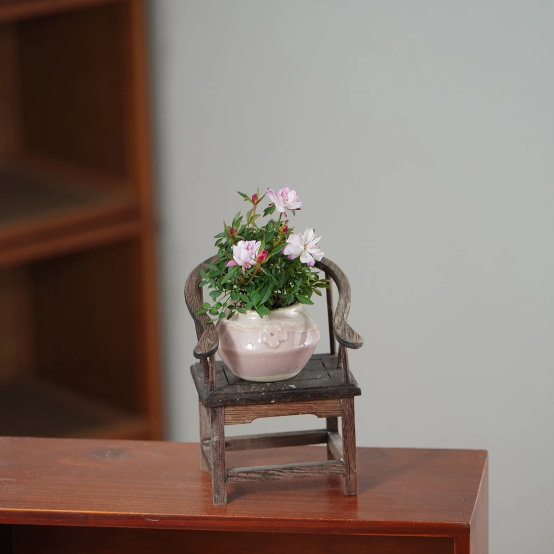 【中式浪漫】姬月季姬乙女桌面绿植盆栽红木圈椅底座