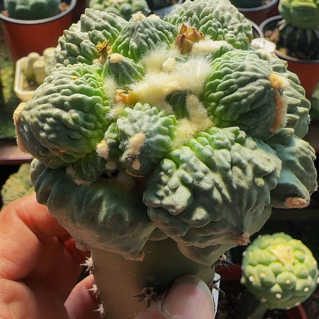 蛋尤怒涛410仙人球开花