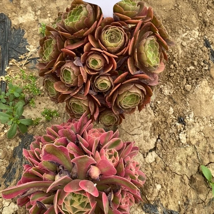 法师组合1516号2棵