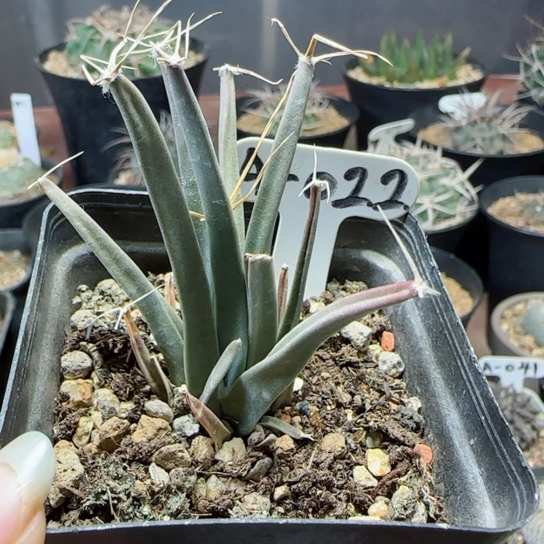 实生籽播光山多肉