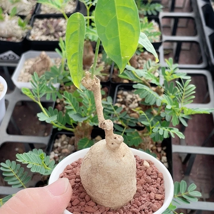 979泰国白皮西番莲