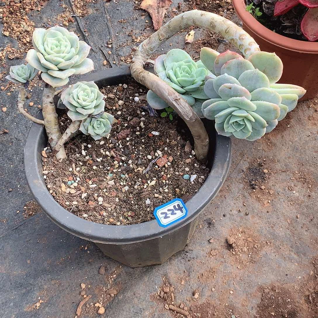 224可爱玫瑰 一物一拍