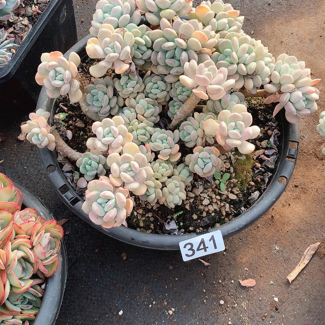 341鹅卵石 一物一拍多肉