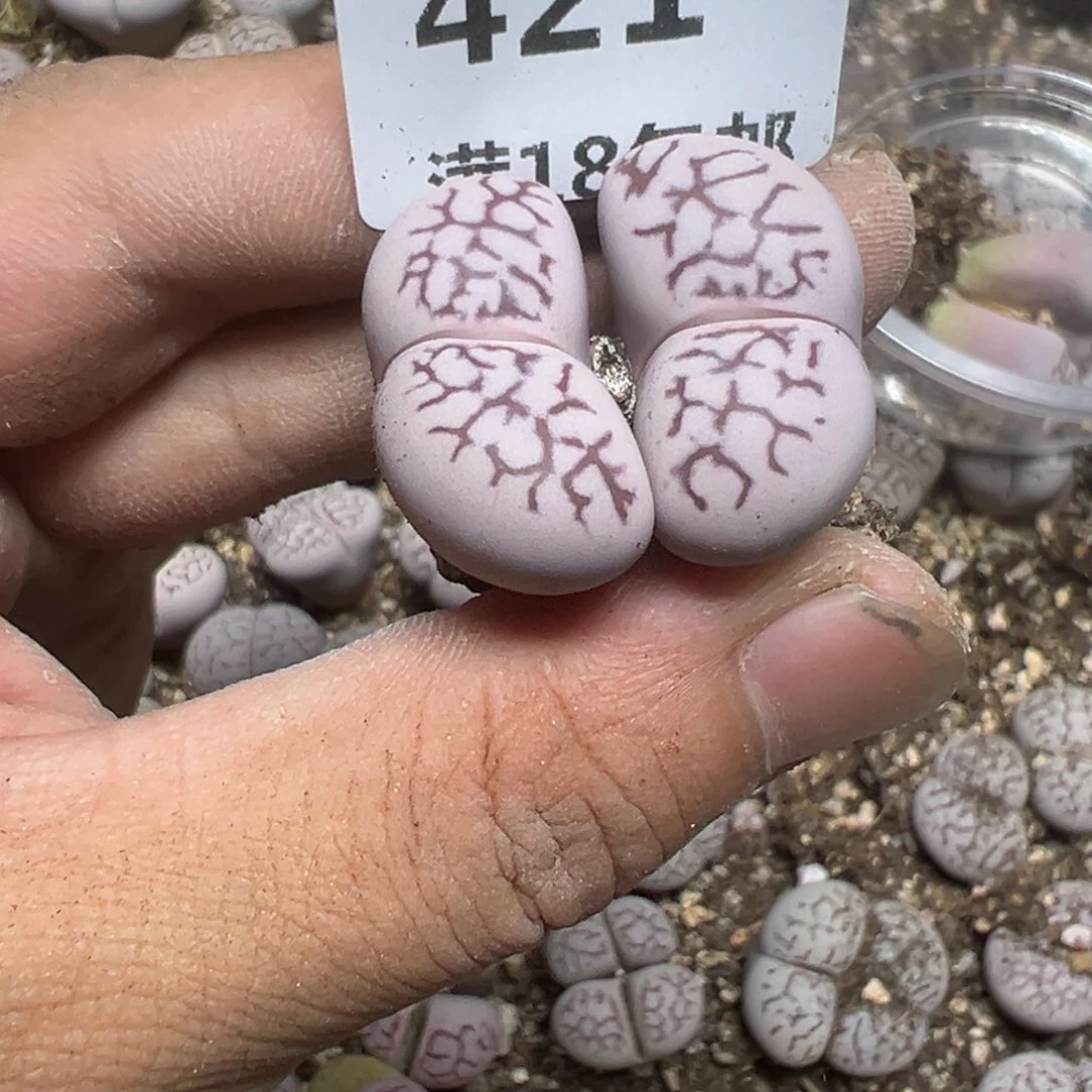 【闪购商品】橘***3 421。