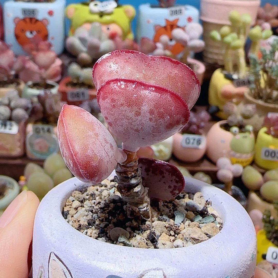 T爱心水泡带侧芽盆口3.5cm