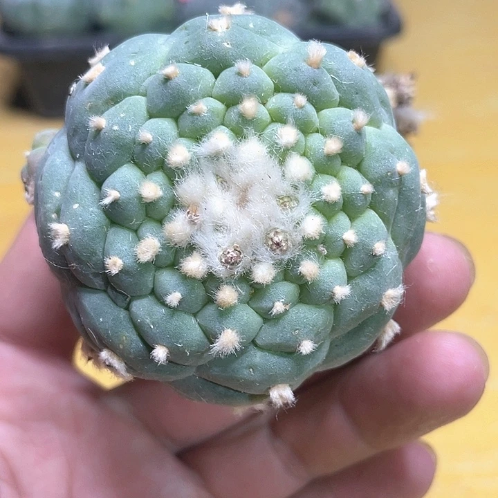 仙人球超小尤佛头6公分031