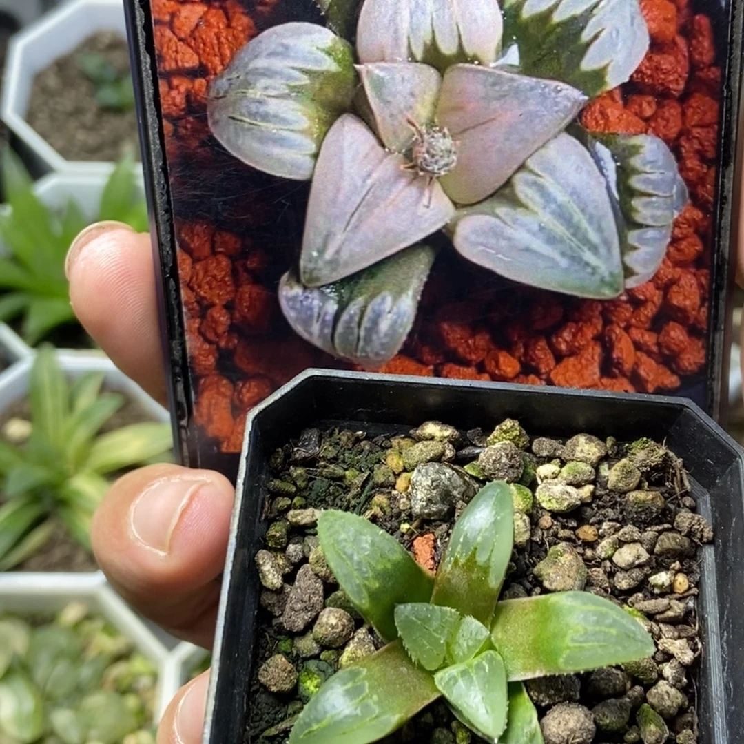 白百何实生寿一物一拍