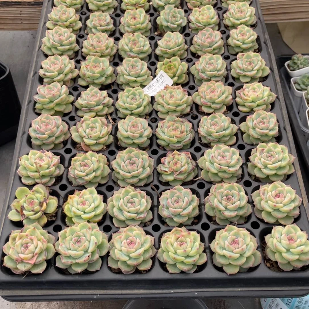 云糖心多肉植物88