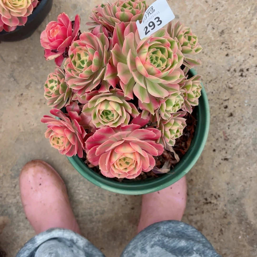 293 多肉植物法师锦