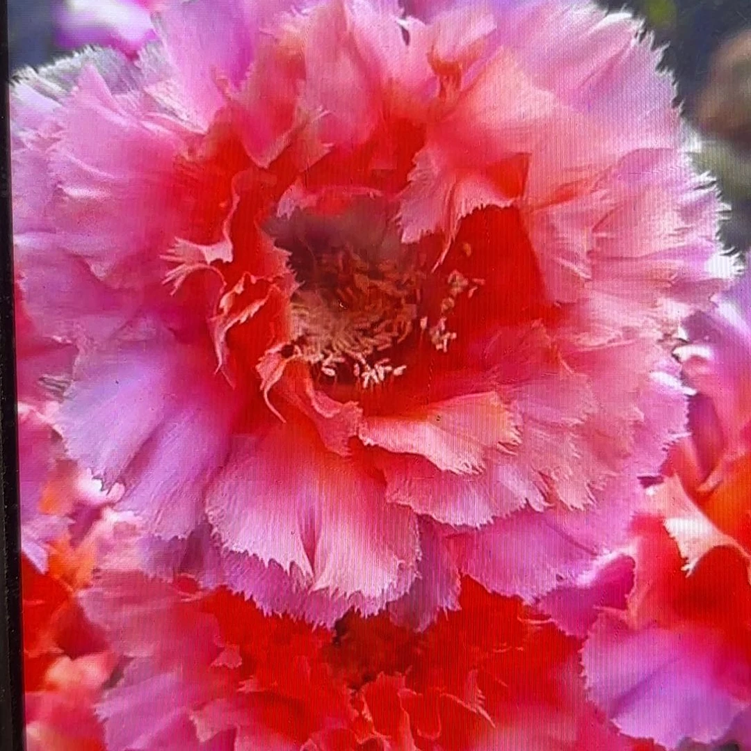 魅羽彩侧牙20包邮14