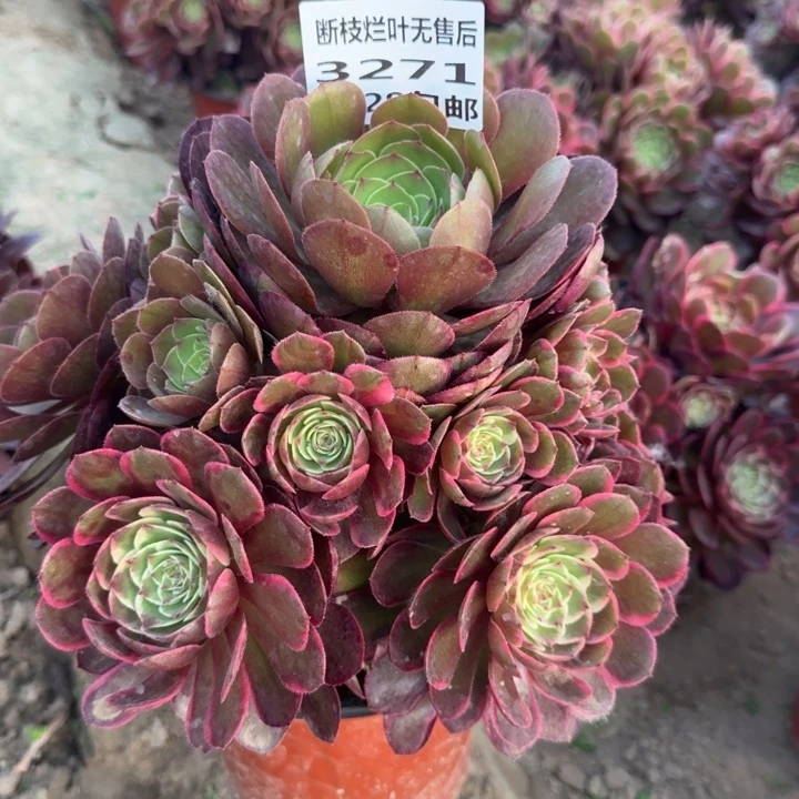 3271二号棚粉花妖