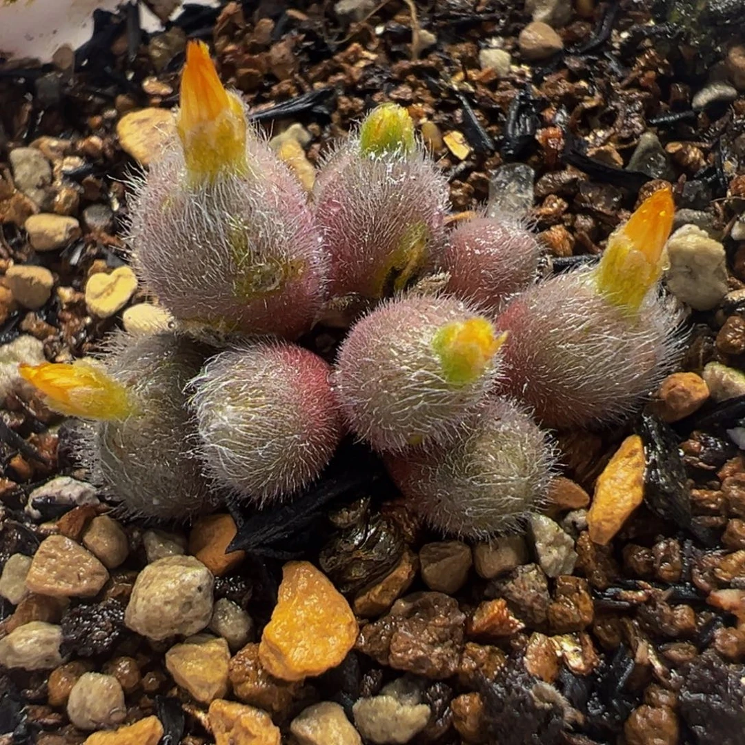 752多肉植物种类多样