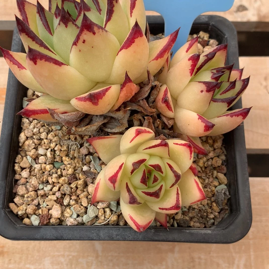 思****350313-04黄皮乌木不包整