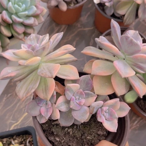 紫乐锦2393多肉植物