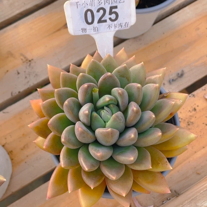 谢谢你的支持0000025