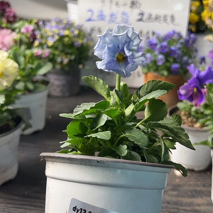 当前无花朵，栽培后可花朵162号