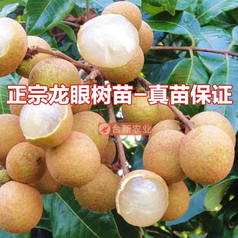 石硖龙眼树苖四季龙眼苗龙眼树嫁接苗桂丰早桂圆苗带土果树南方