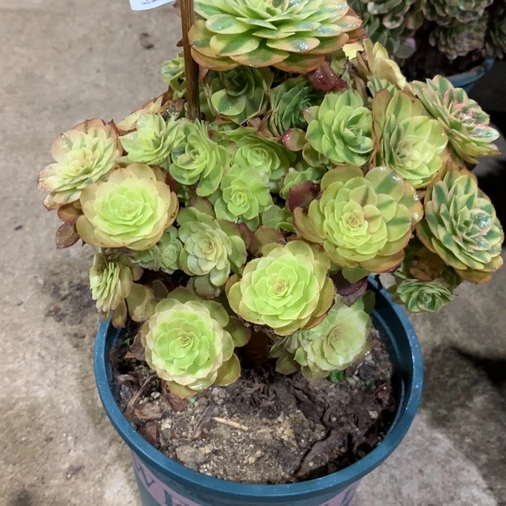 755雨荷多肉植物特价
