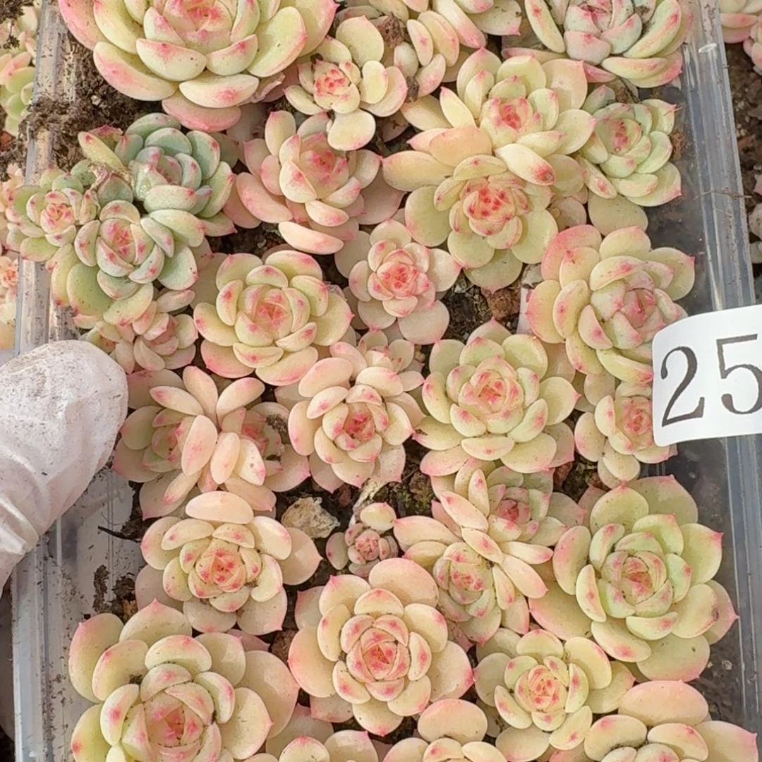 从***容多肉植物多肉植物255