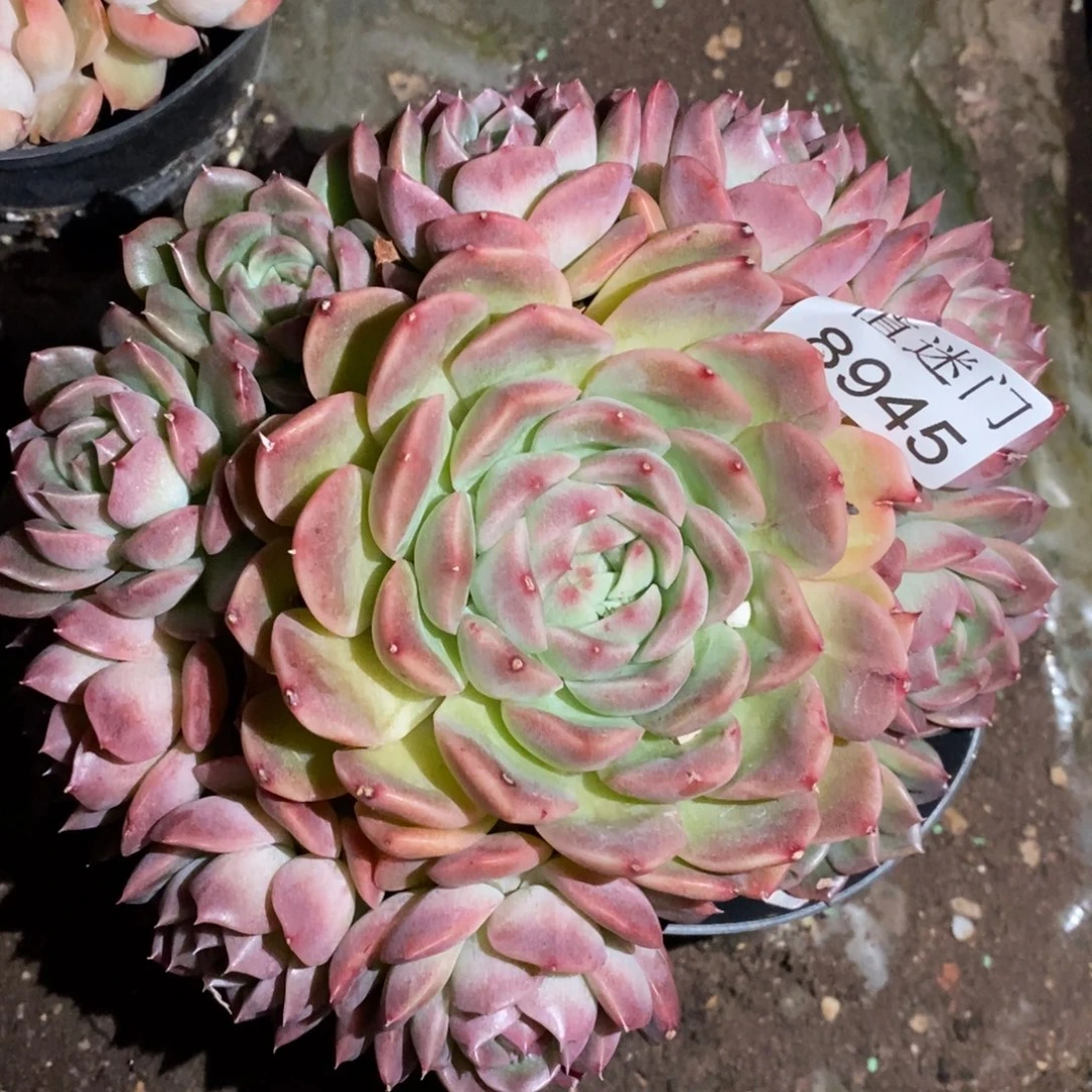 半***心带盆土发货~ 8945~15厘米