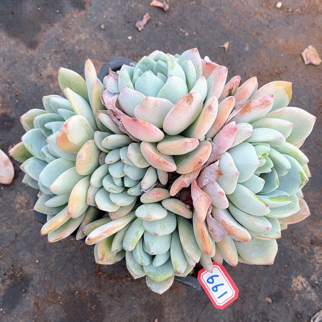 661冷香一物一拍多肉