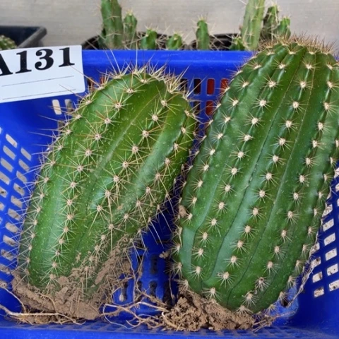 种子苗毛花柱a 131