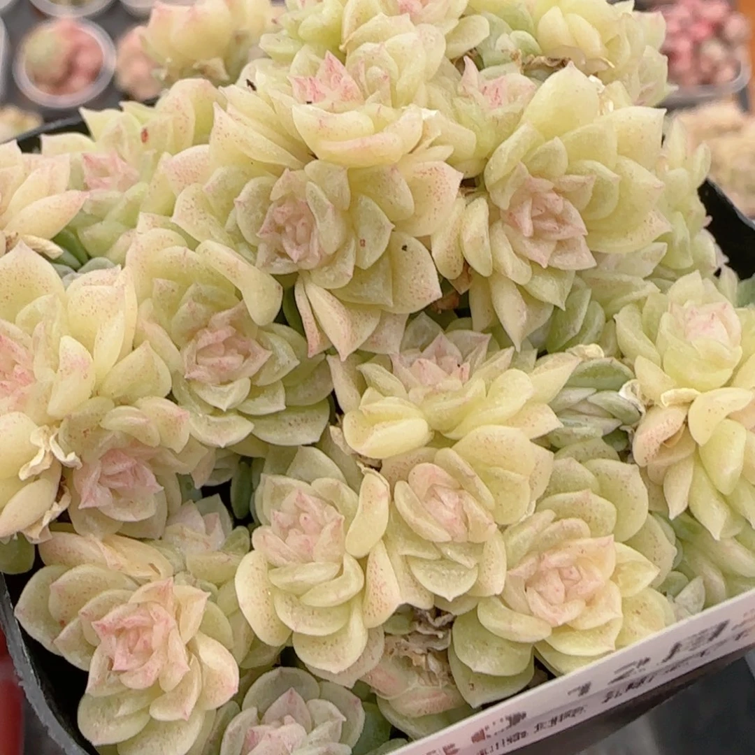 花语多肉1225-180开播福利散