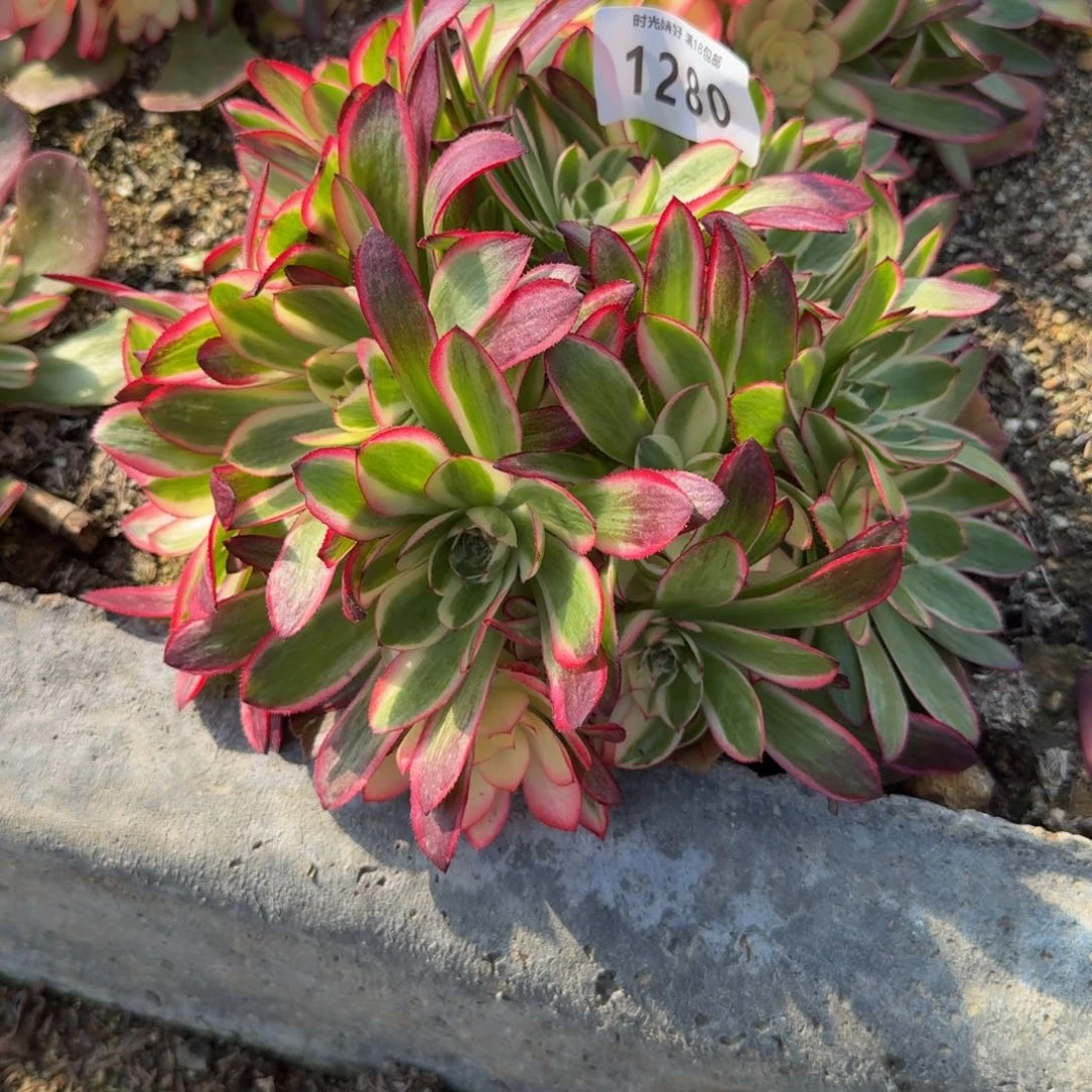 1280荔枝。 多肉植物