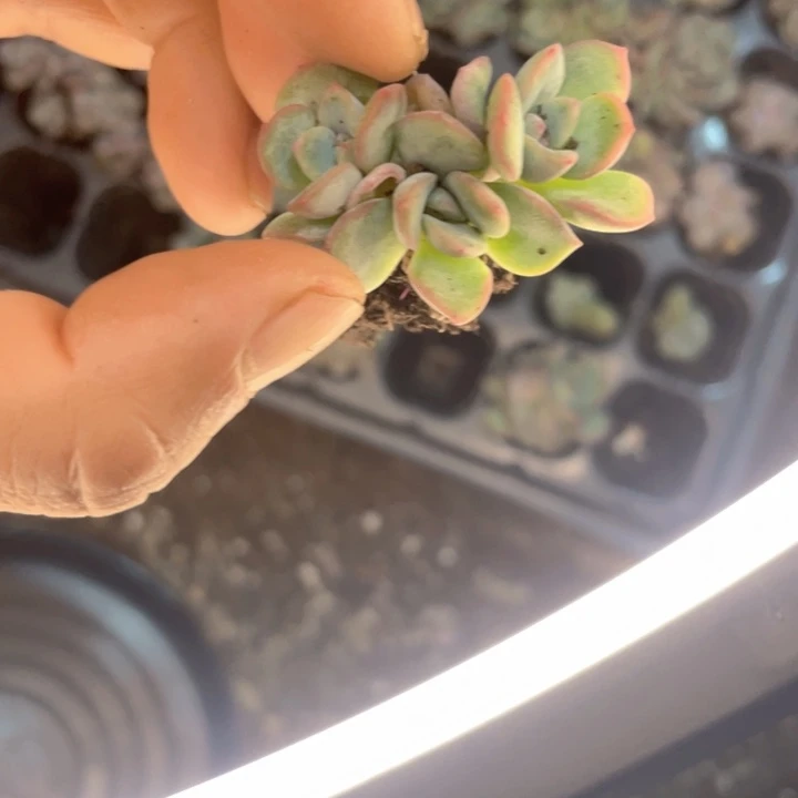 泡芙群发3颗随机发满18包邮