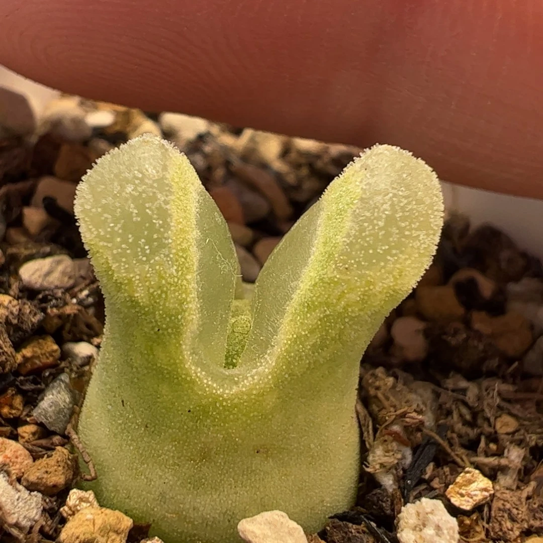 055多肉植物百科