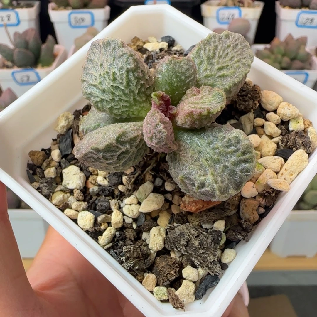 大鱼水泡，一物一拍