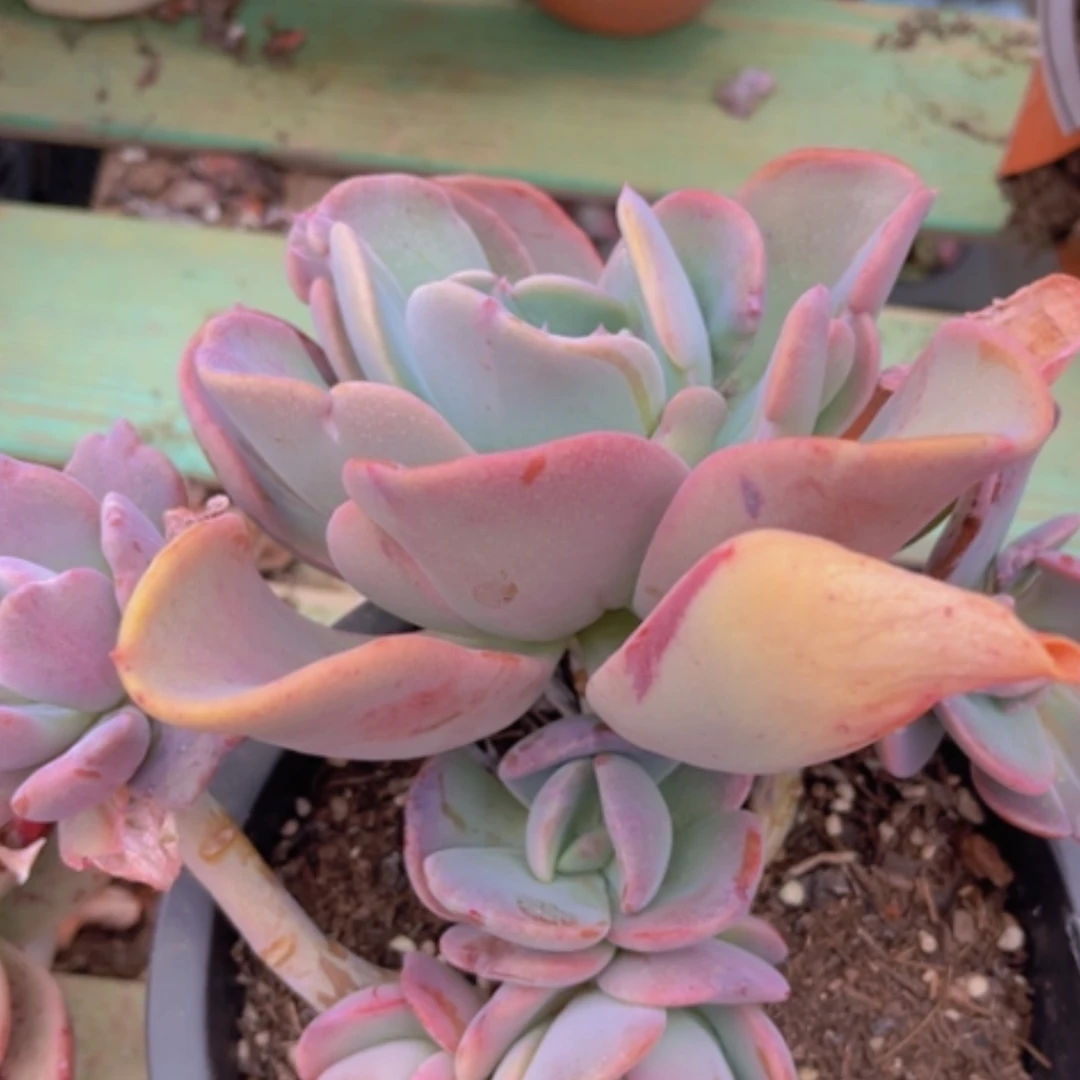 【闪购商品】疯狂锦0485