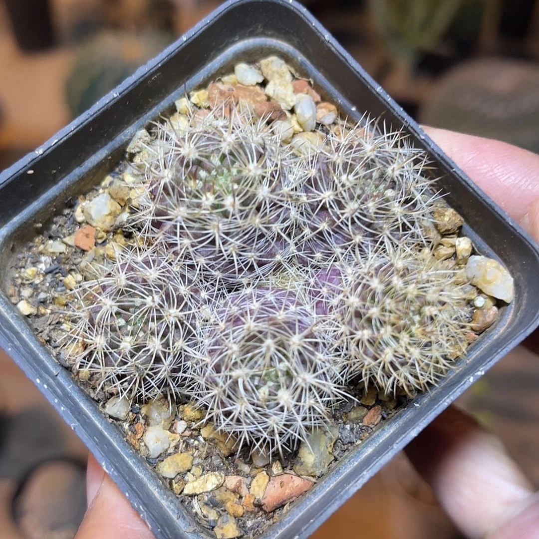 仙人球一物一拍下单包邮