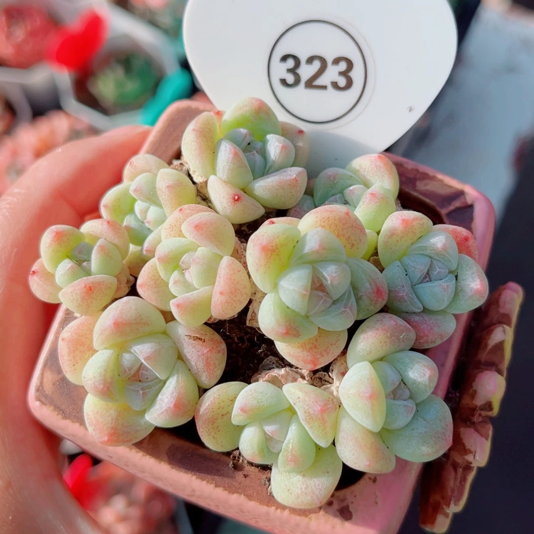 323号小老桩冰玉双头5颗拼盘