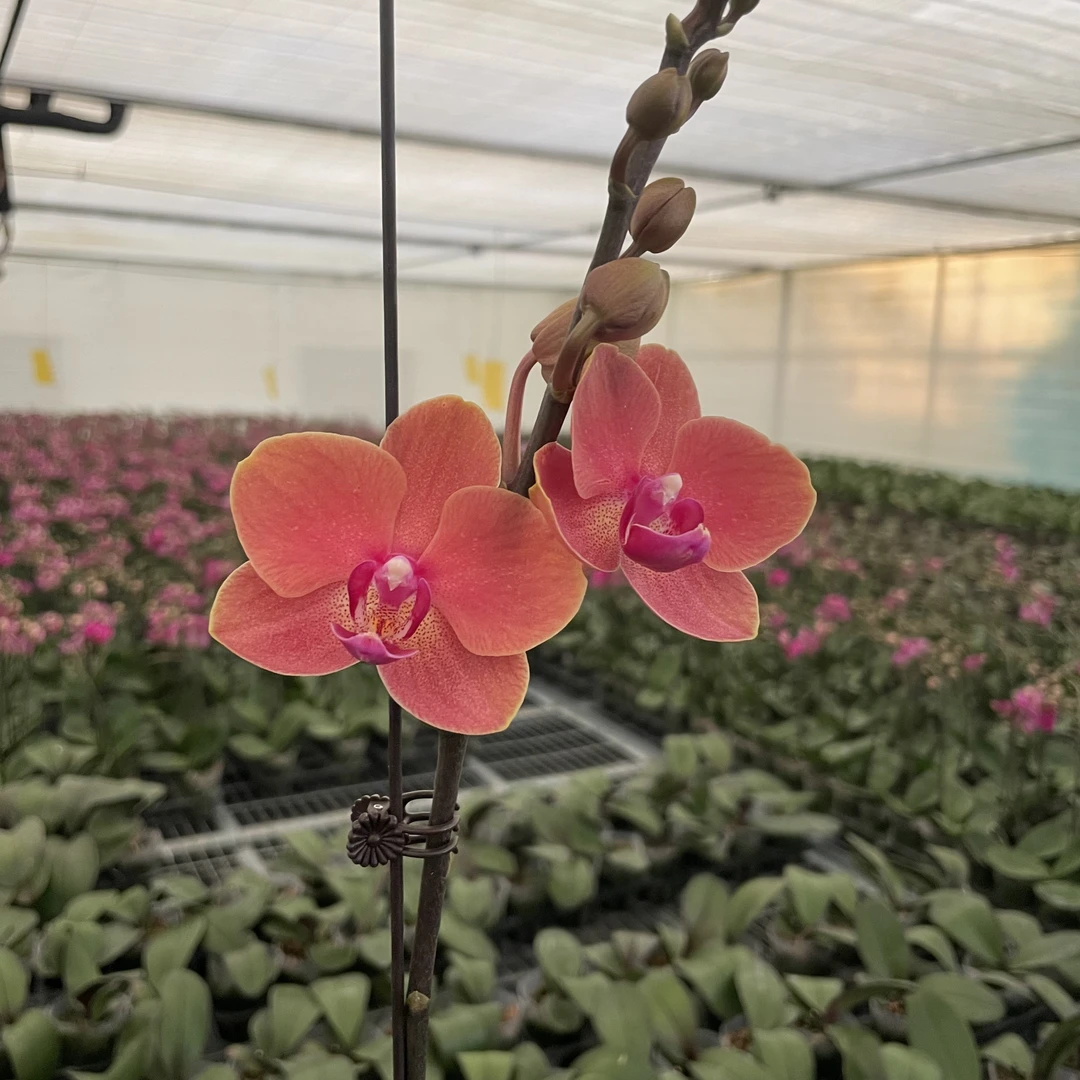 【秀新兰业】蝴蝶兰【喜鹊】3.0寸带花带花苞发货 高档花卉
