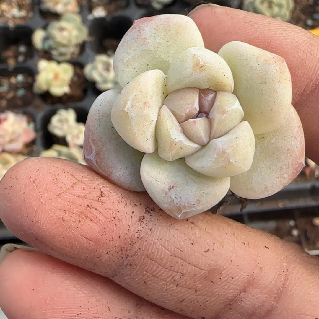 糯***鱼多肉小卡拉米糖心一物一拍