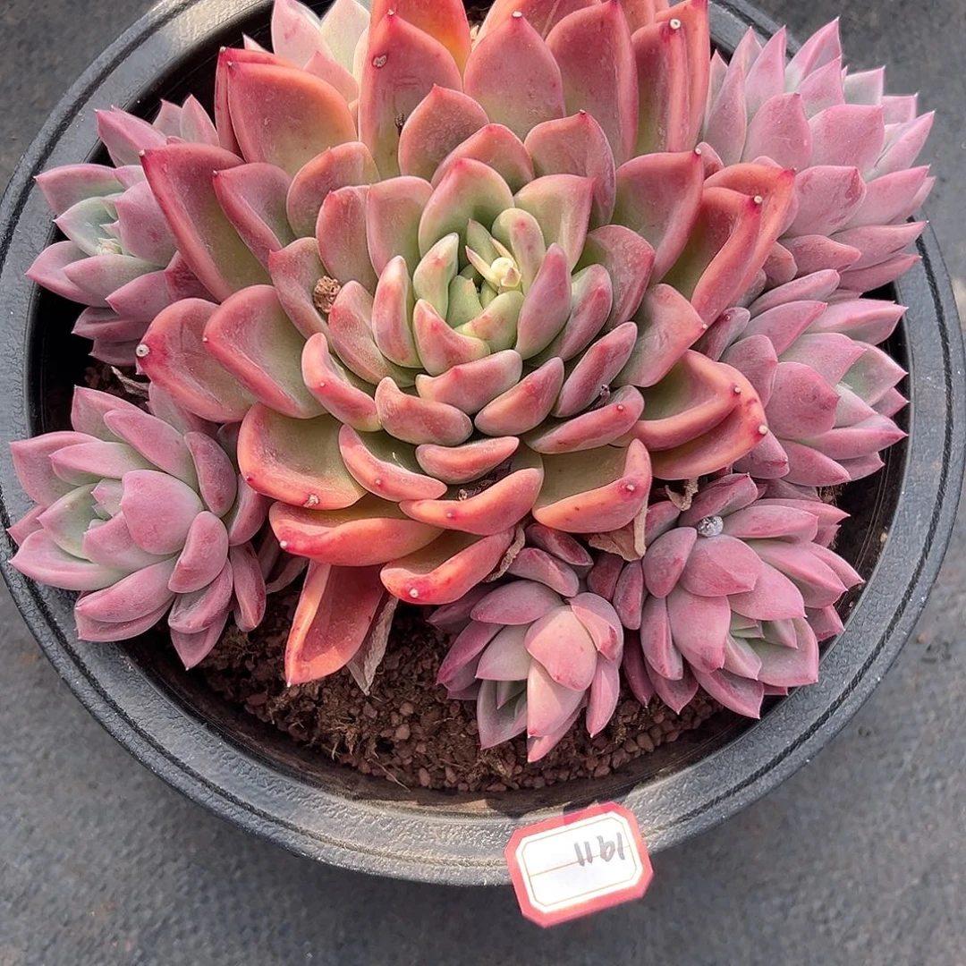 街****鸽胭脂莲多肉1911