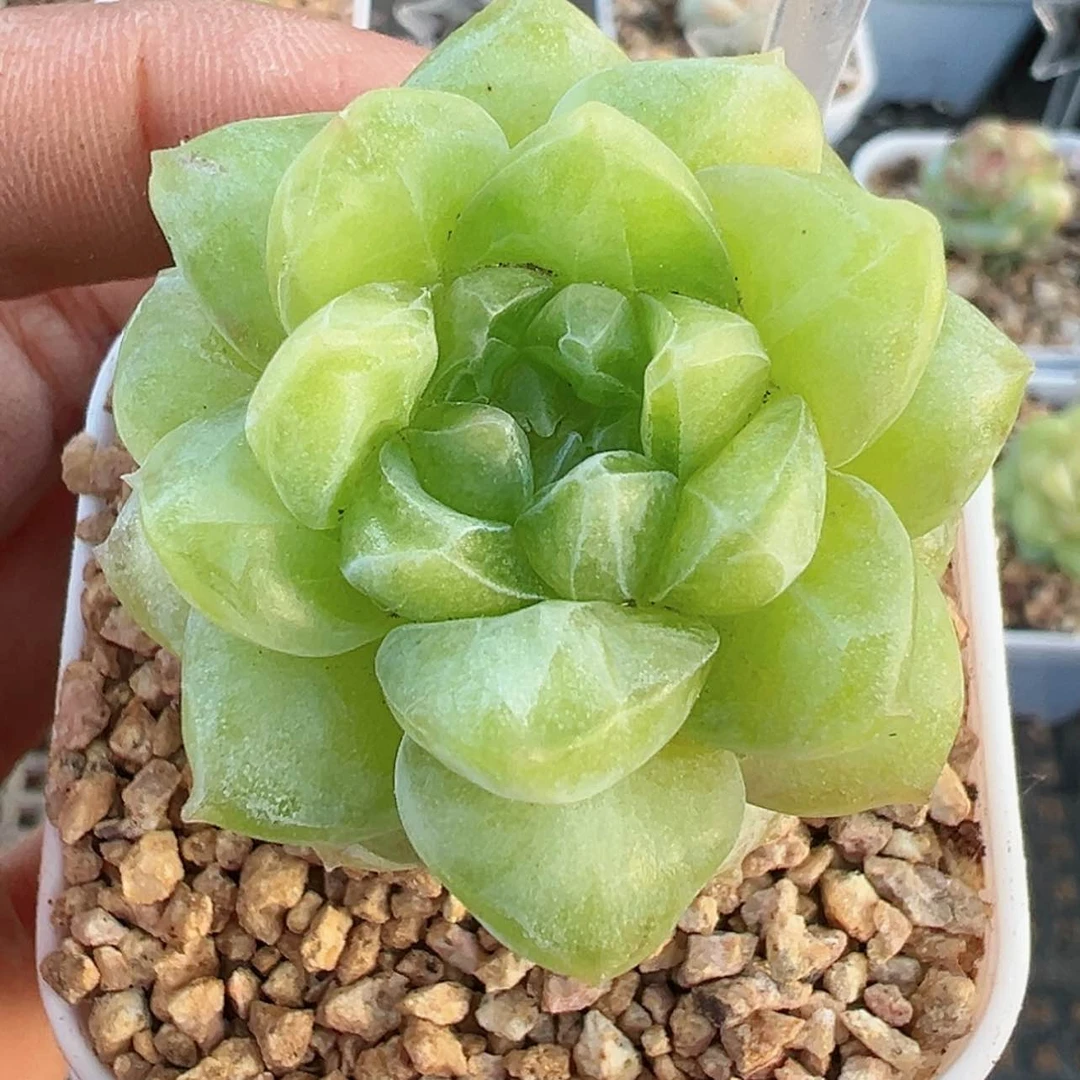 【闪购商品】107号哈哈哈哈哈