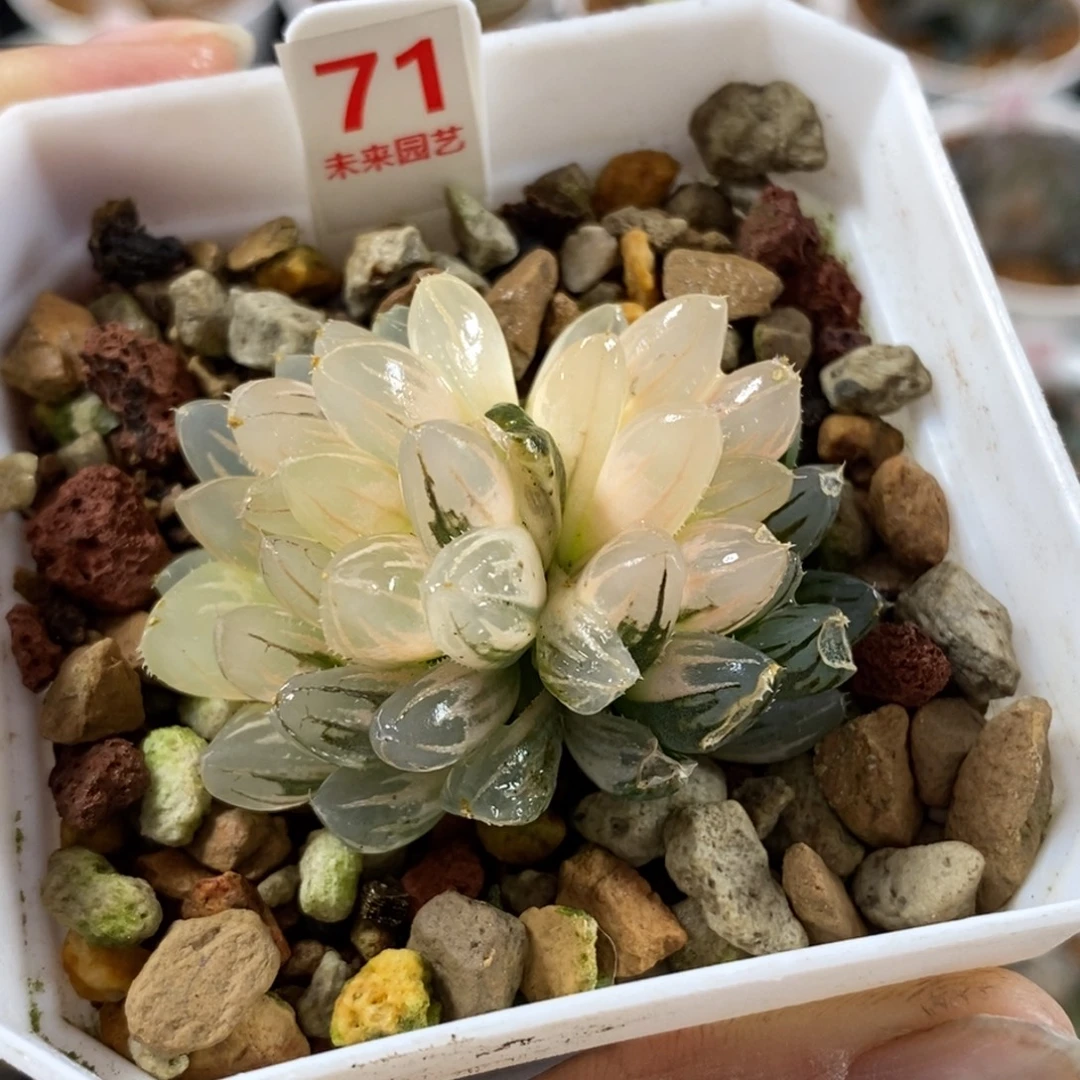 71双头霓虹灯变异玉露锦