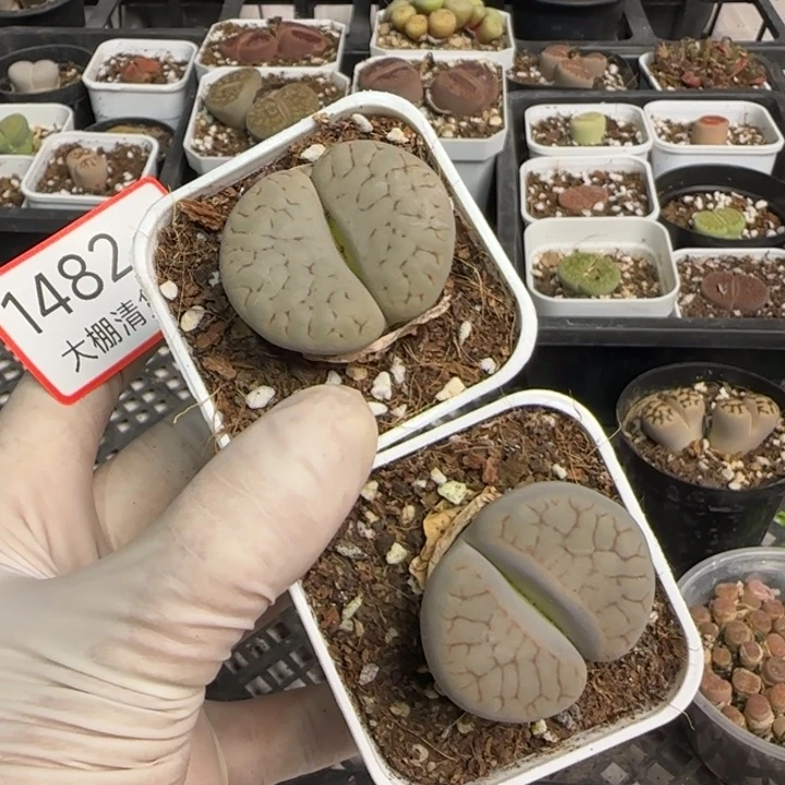 十**格1482 大棚清仓大捡漏