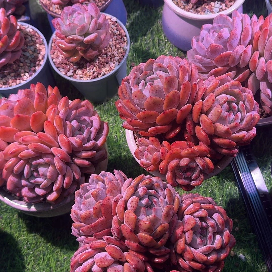 冷***爷橙梦露群生带盆一颗