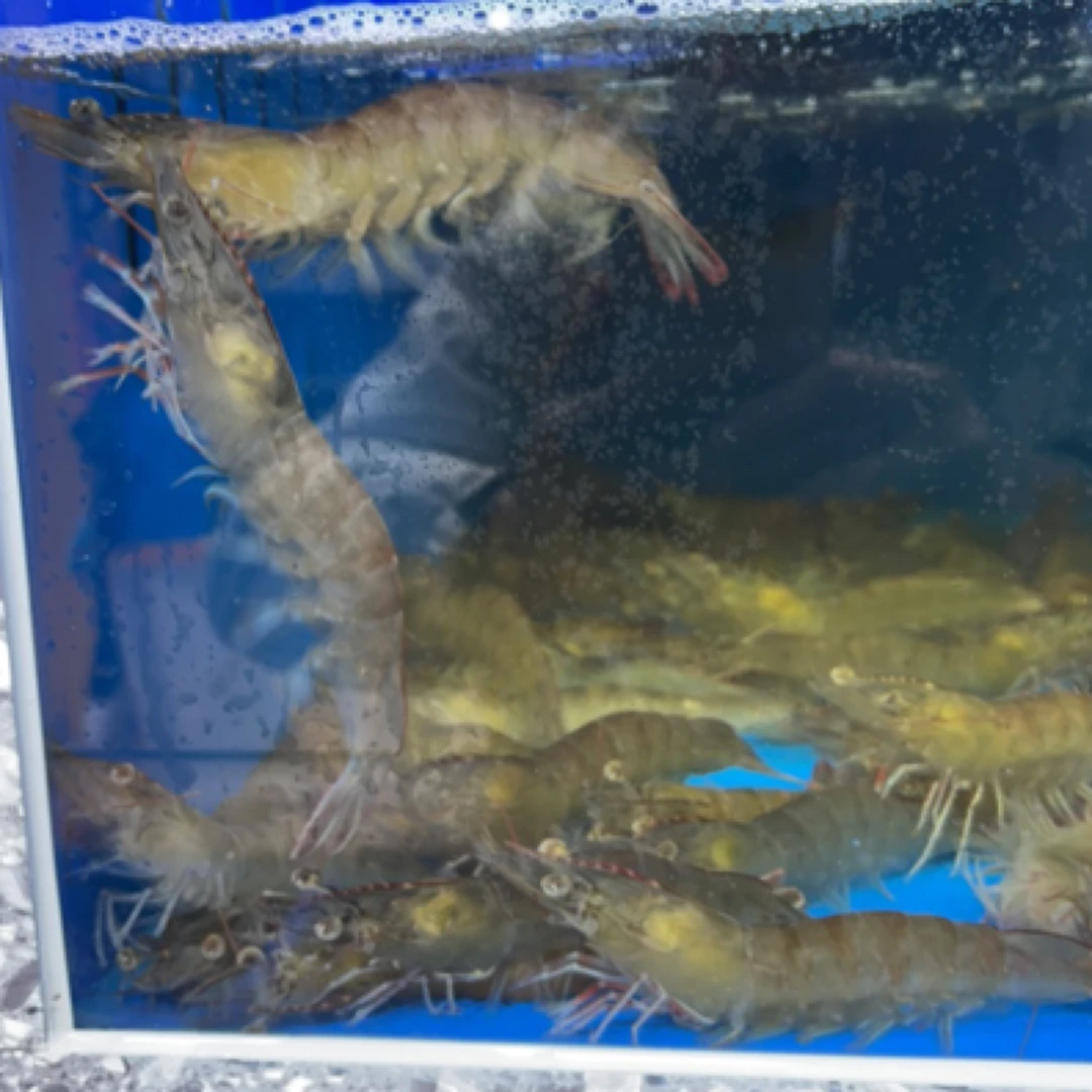 北海直达基围虾20头50一斤
