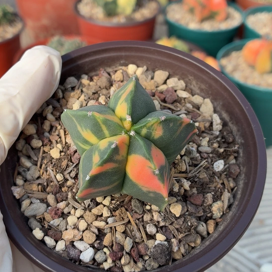 小****无花朵鸾凤玉锦！！！！！