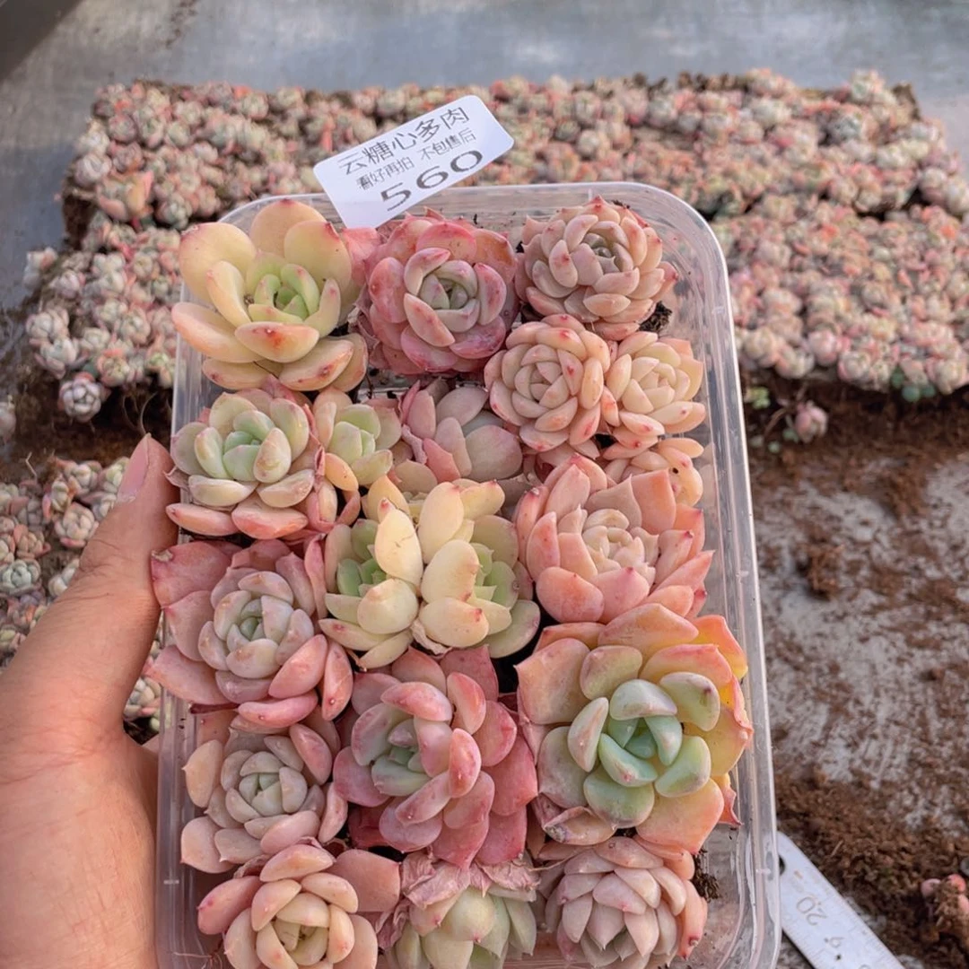 云糖心多肉植物560