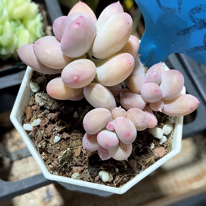 多肉植物彩虹奶a 094