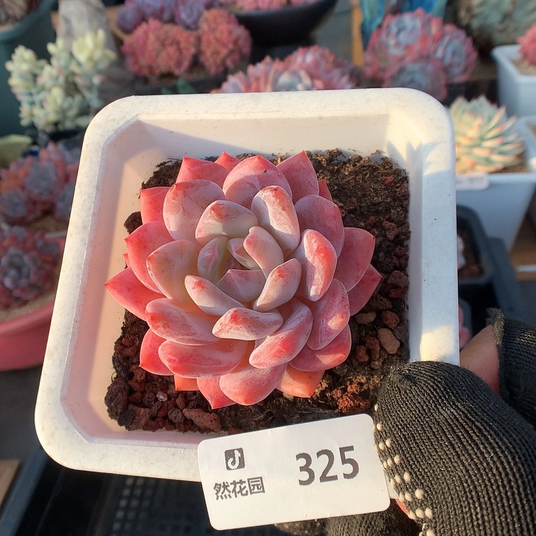 235雪天使多肉6666